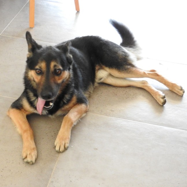 Photo of Buddy
