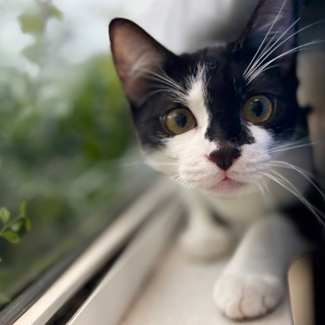 Photo of 🧡 Bandit 🧡