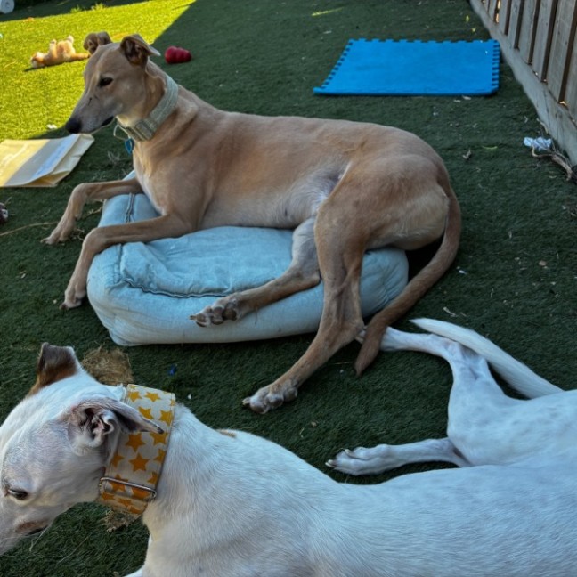 Photo of Roo