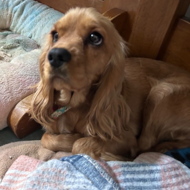 Photo of Celine 🐶 