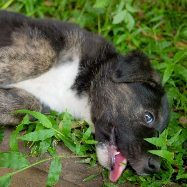 Photo of Rex
