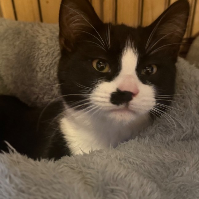Photo of Socks