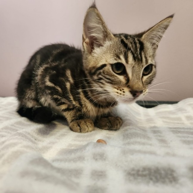 Photo of Ana   In Foster Care In Templestowe