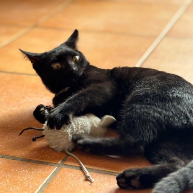 Photo of 🌺 Poppy 🌺