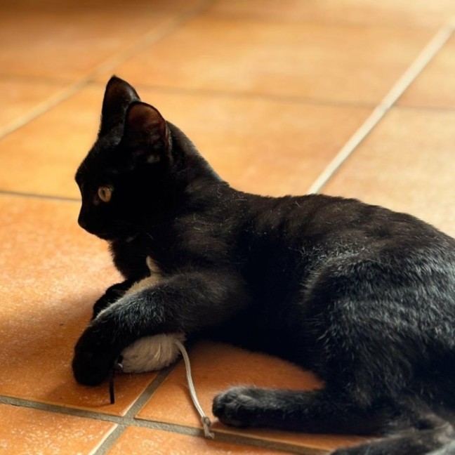 Photo of 🌺 Poppy 🌺