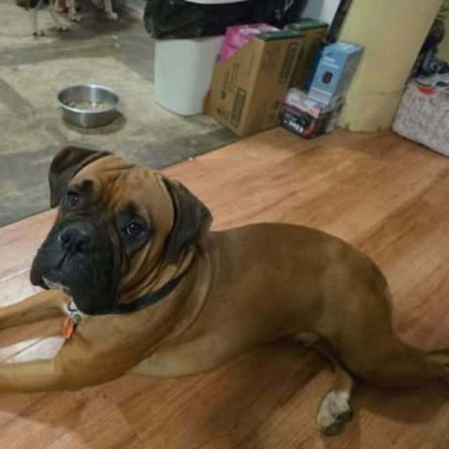 Photo of Opie