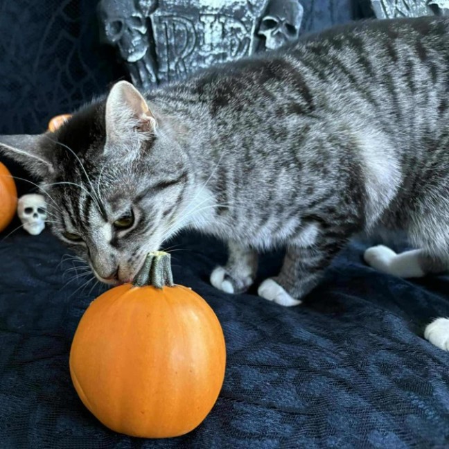 Photo of Asteria **2nd Chance Cat Rescue**