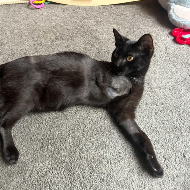 Photo of Gomez   Located In Pakenham