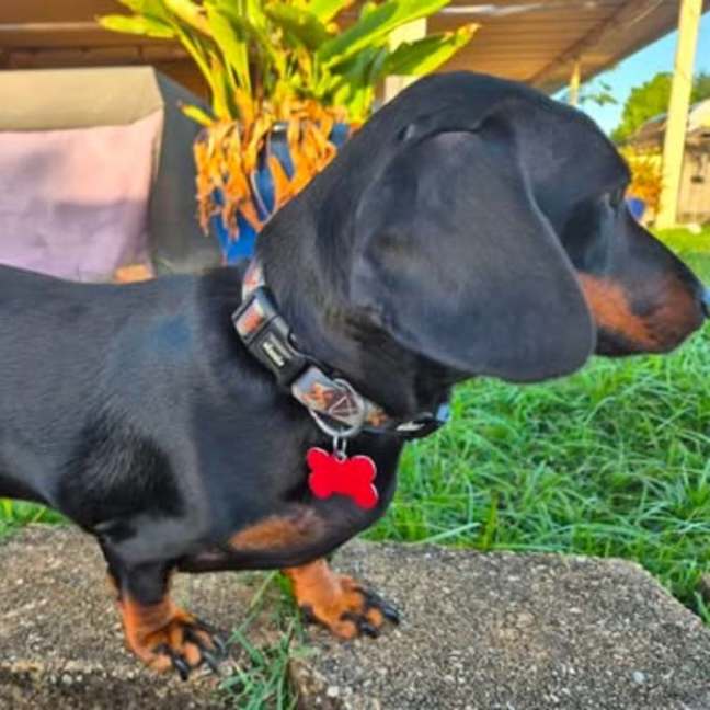 Photo of Badger
