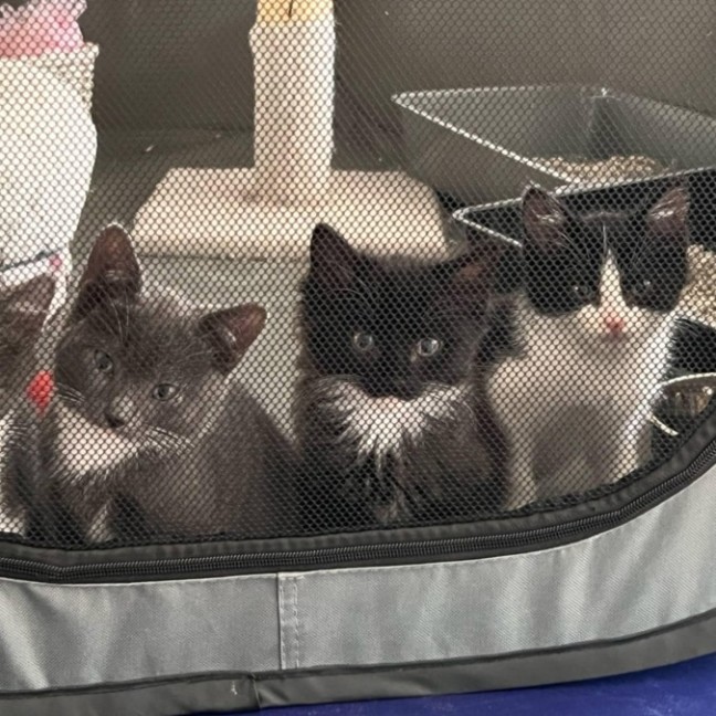 Photo of 🤍 Koa 🤍