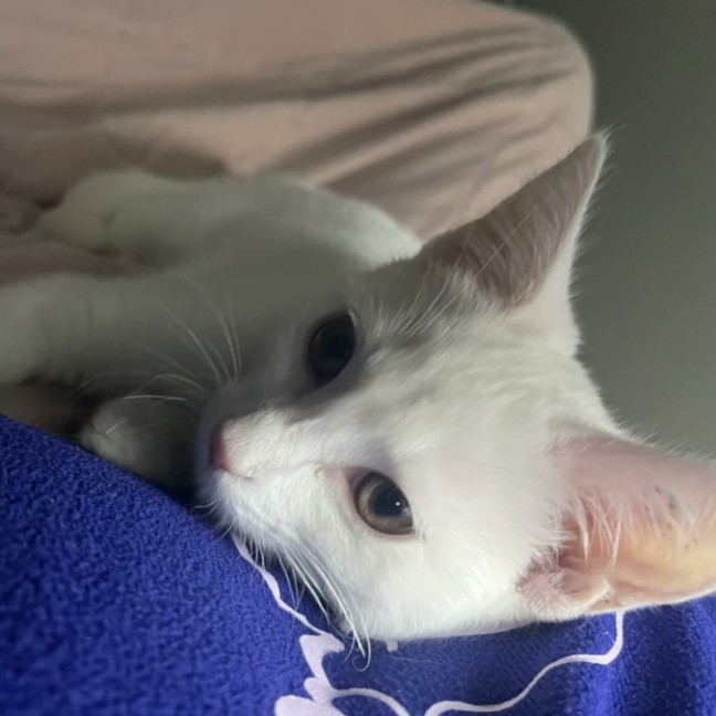 Photo of Vivi   In Foster Care In Avondale Heights