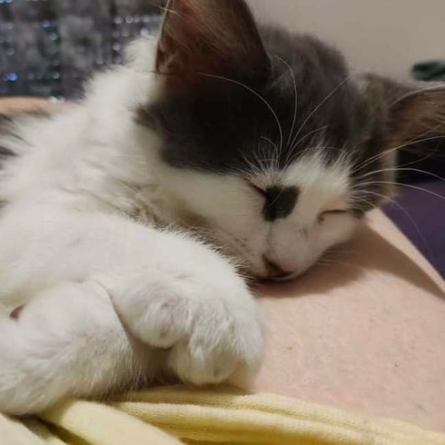 Photo of Gus Gus