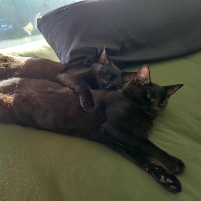 Photo of Pip & Squeak   In Foster In Preston 