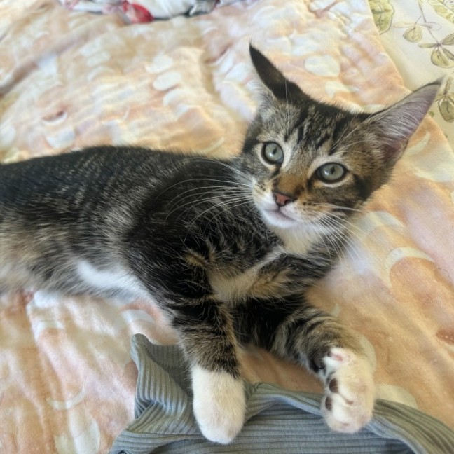 Photo of Socks
