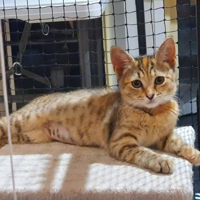 Photo of Maxie  **2nd Chance Cat Rescue**