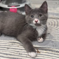 Photo of Cora