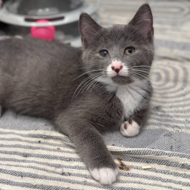 Photo of Cora