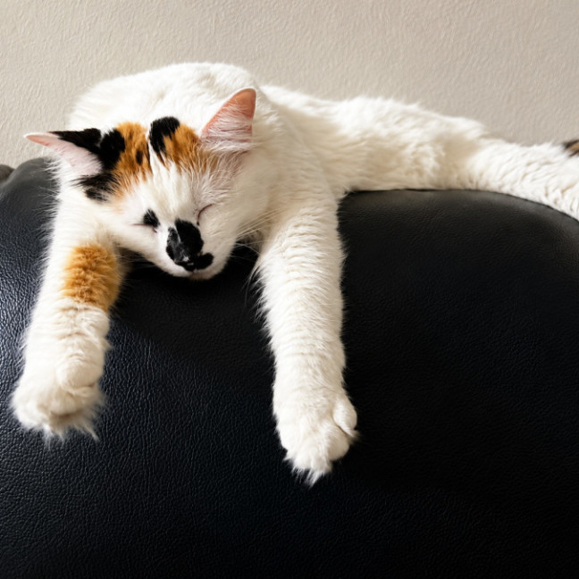 Photo of Willow