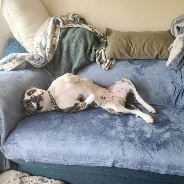 Photo of Lollie