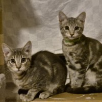 Photo of Miyo **2nd Chance Cat Rescue**