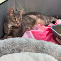 Photo of Cinna**2nd Chance Cat Rescue**