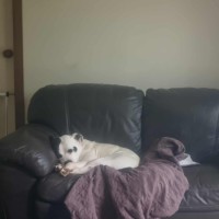Photo of Patch