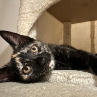 Photo of Blue