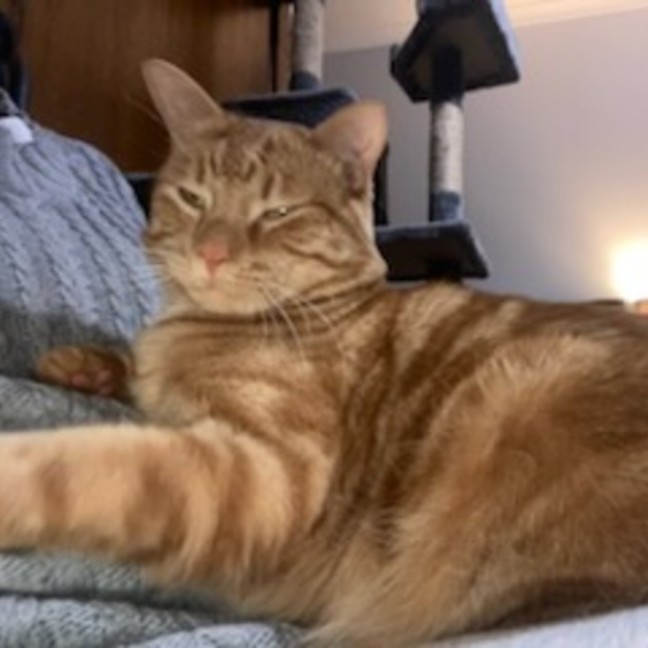 Photo of Loki ** 2nd Chance Cat Rescue**