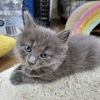 Photo of Sage