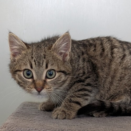 Wesley  - Domestic Short Hair (DSH) Cat