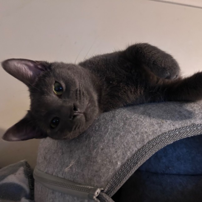 Photo of Merlin 