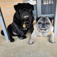 Photo of Dimple & Freckle