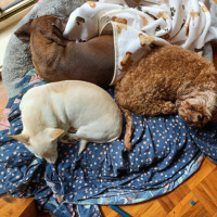 Photo of Chevy 🚗 Chihuahua X Dachshund (On Trial 13/6/25)