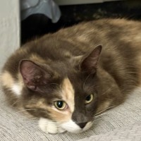 Photo of Snickers 