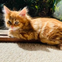 Photo of Edwina Biscuits