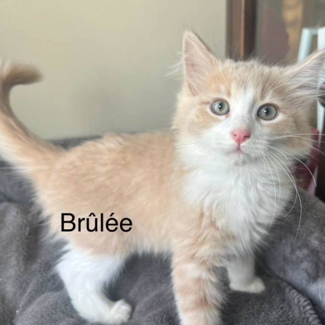 Photo of Brulée