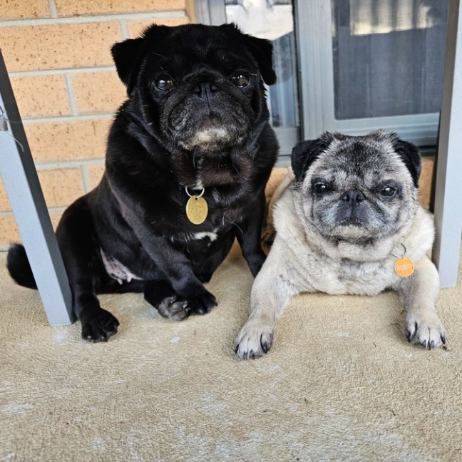 Photo of Dimple & Freckle