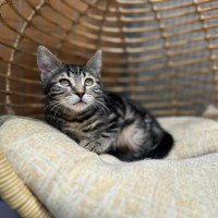 Photo of Amy ** 2nd Chance Cat Rescue**