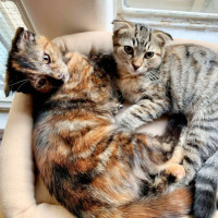 Photo of 🍹Julep & Gimlet🍹