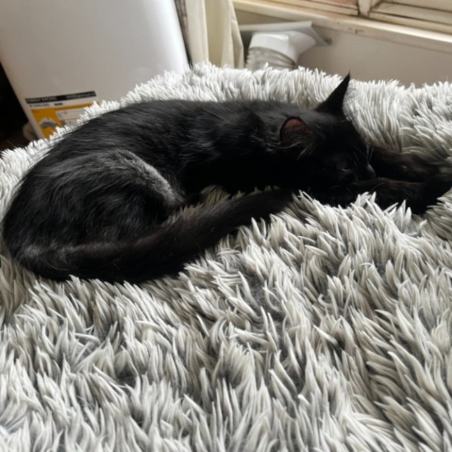 Photo of Monkey 🐒💙 *9 Lives Project Rescue*