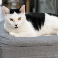 Photo of 👑 Kit 🐾