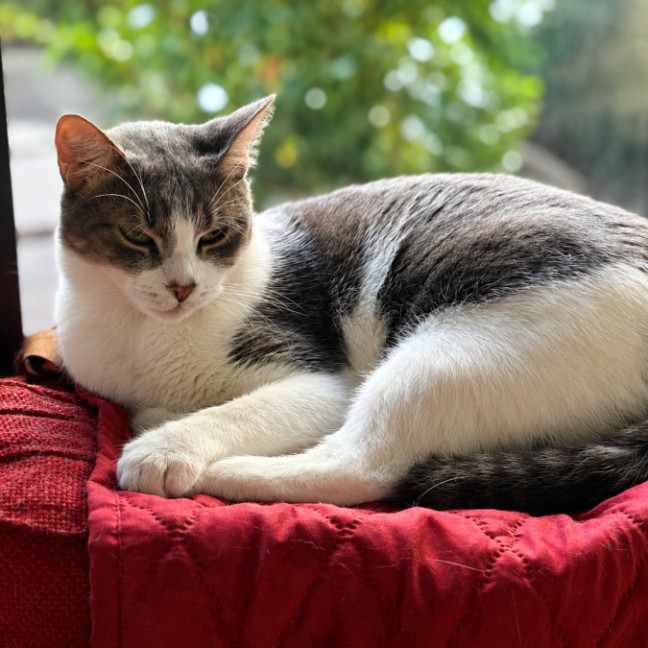 Photo of Bowie
