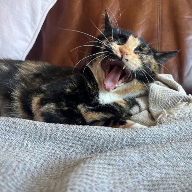 Photo of Polly Pocket