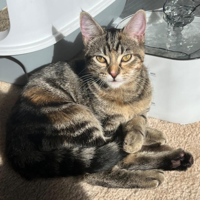 Photo of Tinx ** 2nd Chance Cat Rescue**