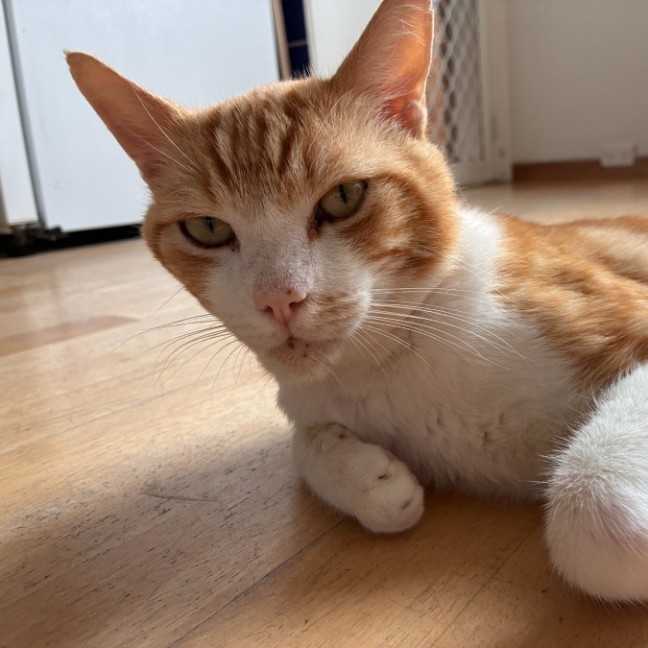 Photo of Ranger