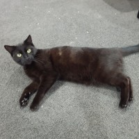Photo of Gracie
