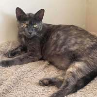 Photo of Smokey(empty The Nest $50 Adoption Special )
