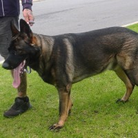 Photo of Ranger