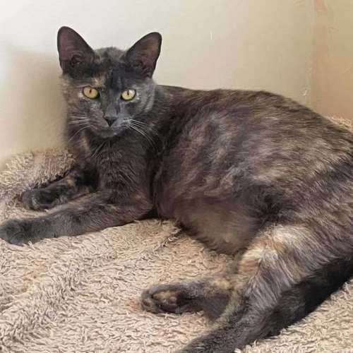 Smokey - Domestic Short Hair (DSH) Cat