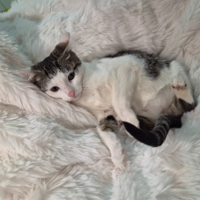 Photo of Kobi